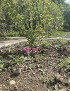 A young, leafy green sapling growing in a curved stacked slab raised bed, with small, bright pink flowers planted around its base in dark soil.